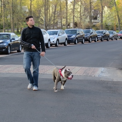 man walking his dog,products dog ideas