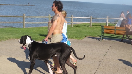 man with dog walking boardwalk, loves pics