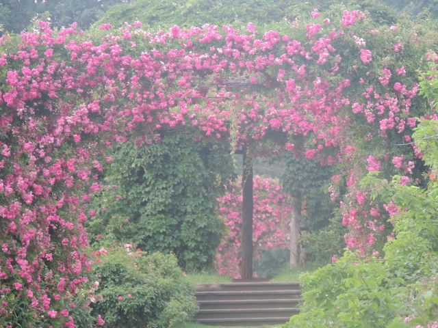 arch pink roses elizabeth park,pictures