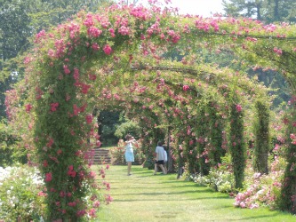 arch rose garden,valentine garden