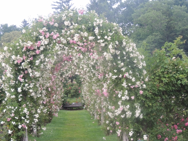 arch white roses elizabeth park,love displays