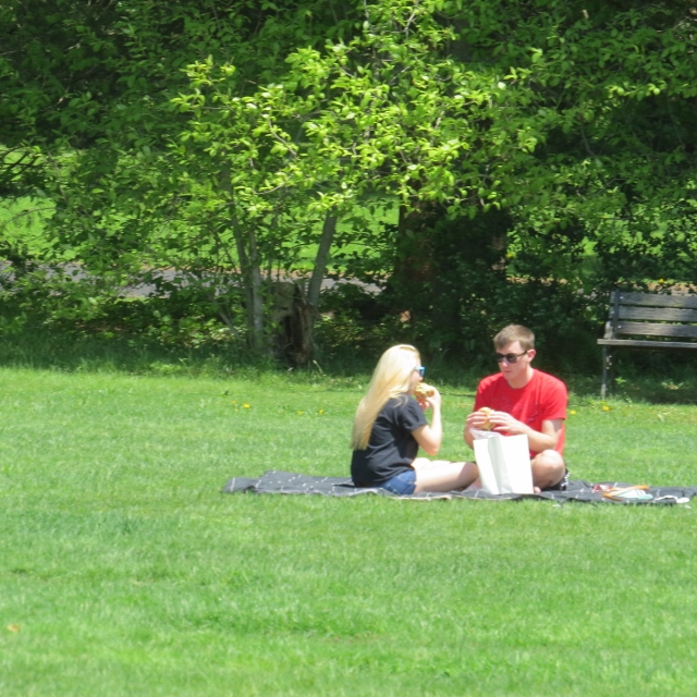 couples having picnic in park,photo photos