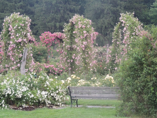 elizabeth park garden,display love