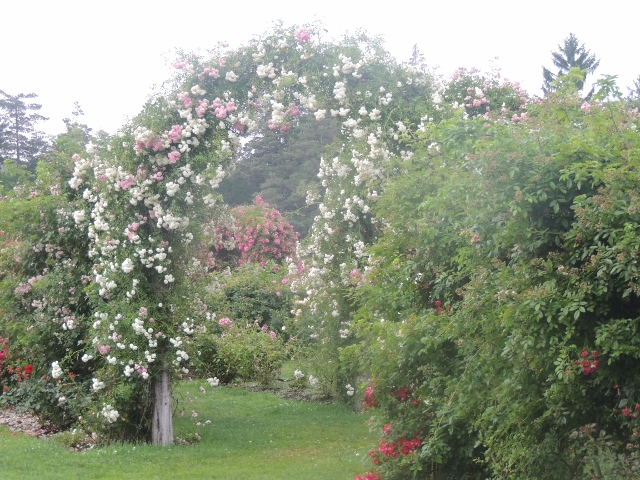 elizabeth park rose garden, love