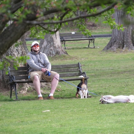 man sitting on bench with dogs,dog products ideas