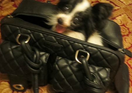 my dog in pet hand bag, product for dog