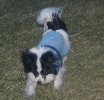 my papillon playing, dog product idea