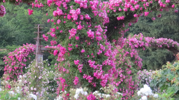 pink climbing roses, display pics