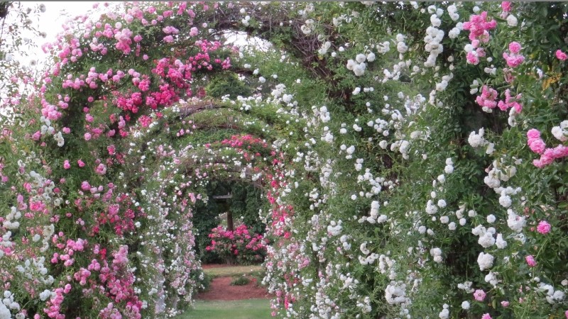 pink white arch roses, display love