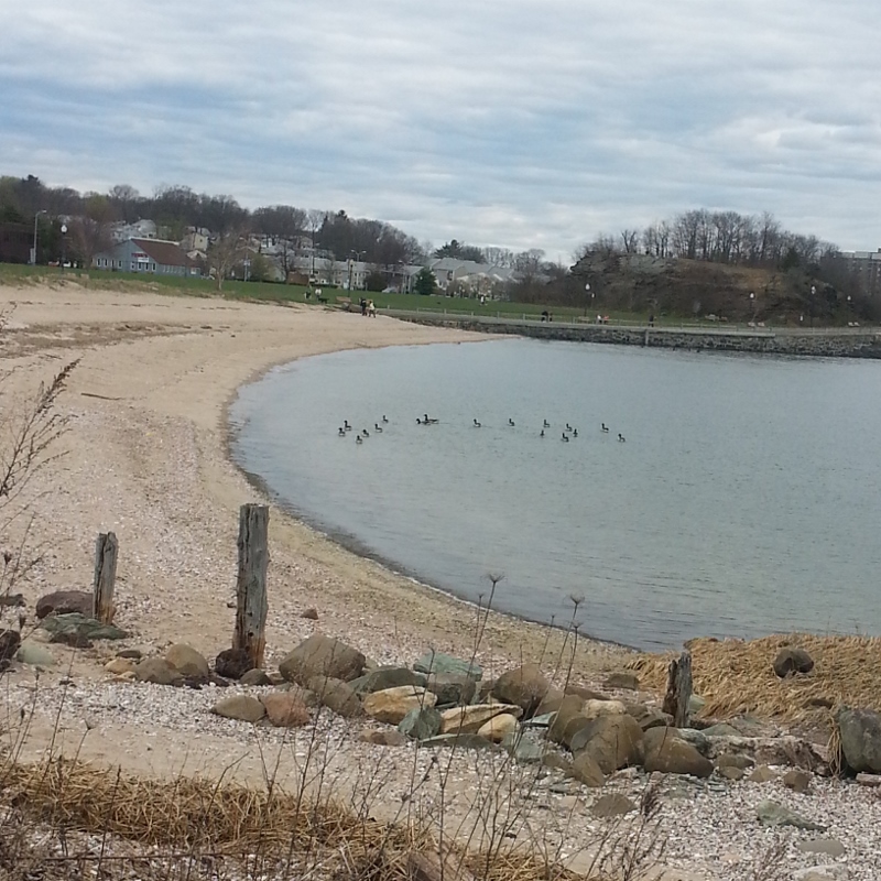 ducklings at the beach,pictures images