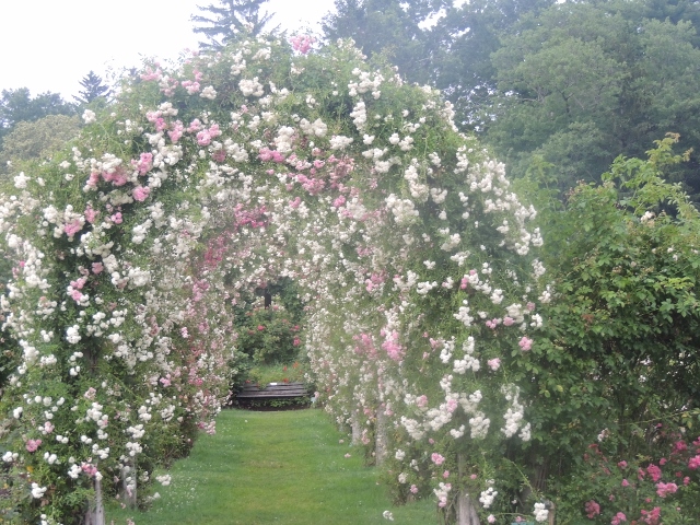 Arch white roses Elizabeth Park arch white roses elizabeth park,love displays