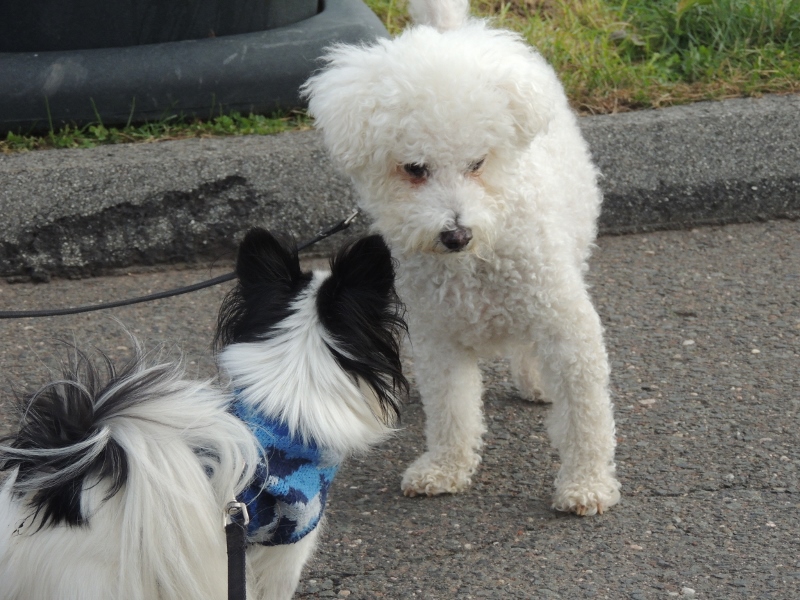 chip and maley making friends on boardwalk