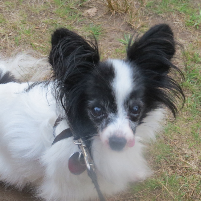 my chip in the park posing for photo dead