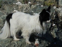 my dog climbing, products ideas for dogs