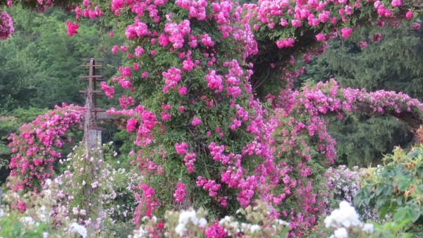 Pink climbing roses pink climbing roses, display pics